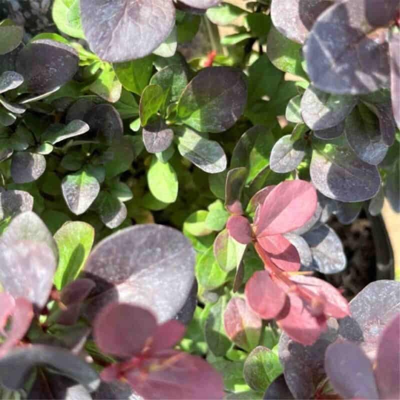 Concorde Barberry