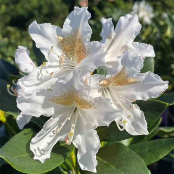 Cunningham White Rhododendron