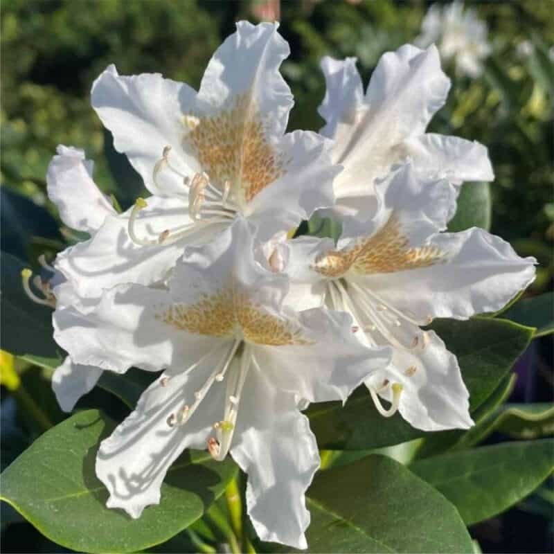 Cunningham White Rhododendron
