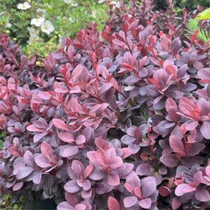 Concorde Barberry