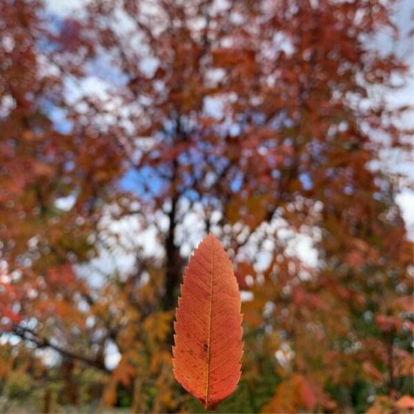 Russian Mountain Ash