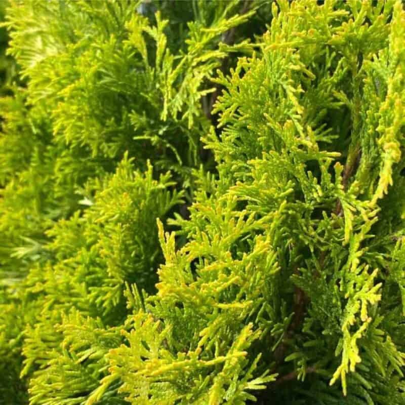 Amber Gold Cedar