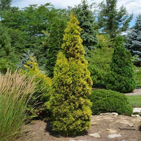 Amber Gold Cedar
