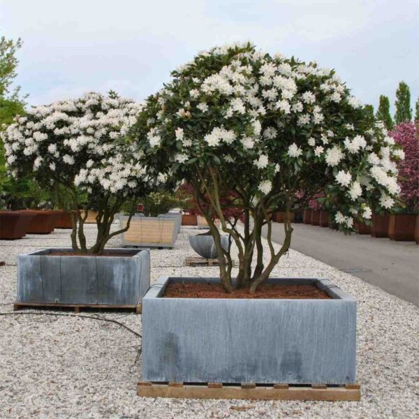 Cunningham White Rhododendron
