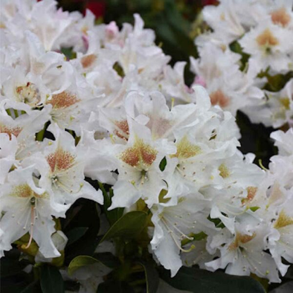 Cunningham White Rhododendron