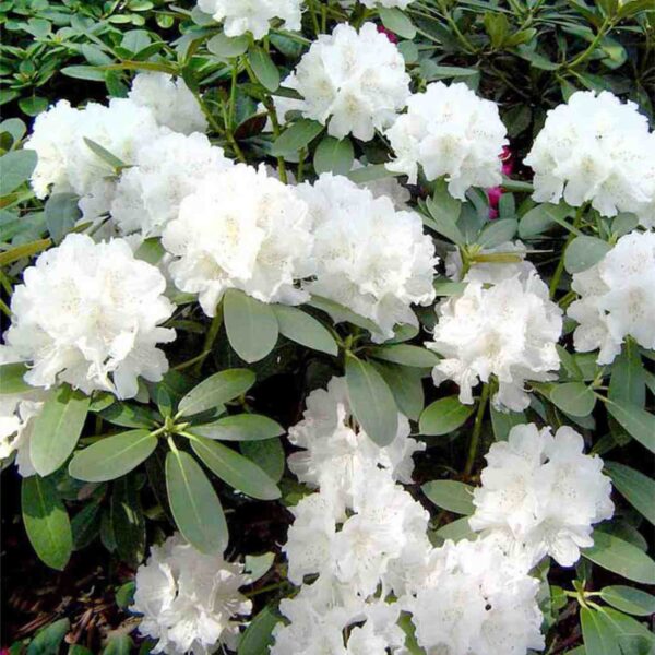 Cunningham White Rhododendron