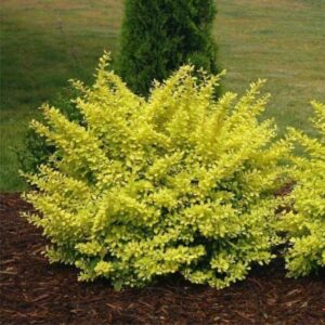 Sunsation Barberry