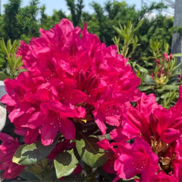 Nova Zembla Rhododendron