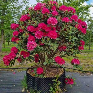 Nova Zembla Rhododendron