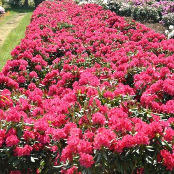 Nova Zembla Rhododendron