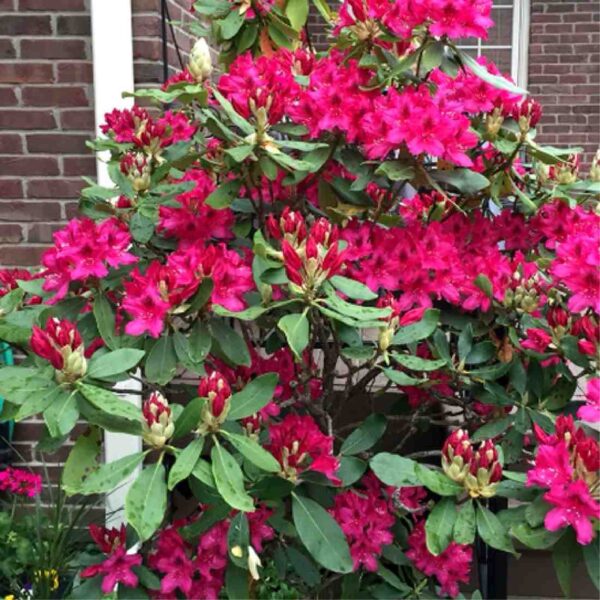 Nova Zembla Rhododendron