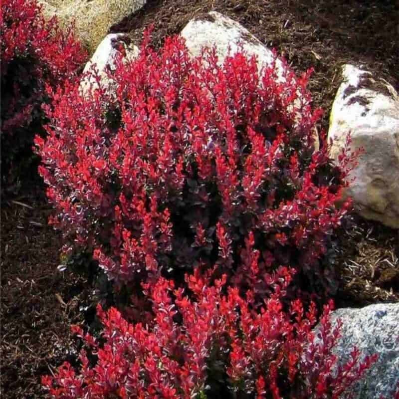 Royal Burgundy Barberry