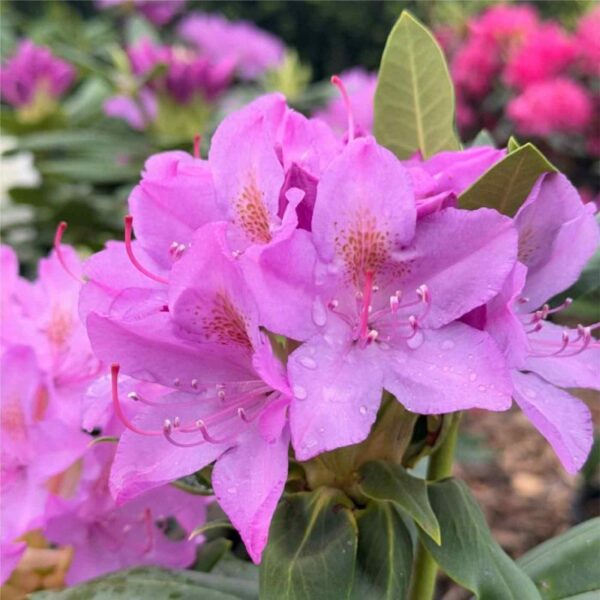 English Roseum Rhododendron