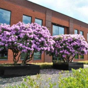 English Roseum Rhododendron