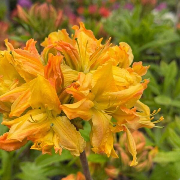 Golden Lights Azalea 2G
