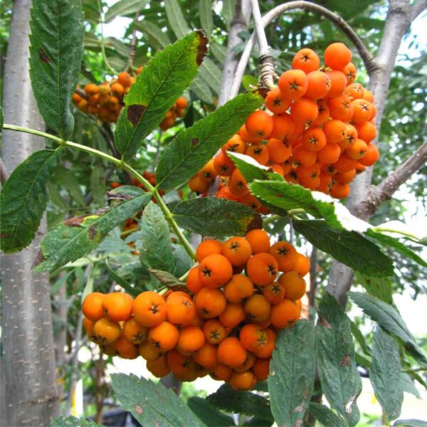 Russian Mountain Ash