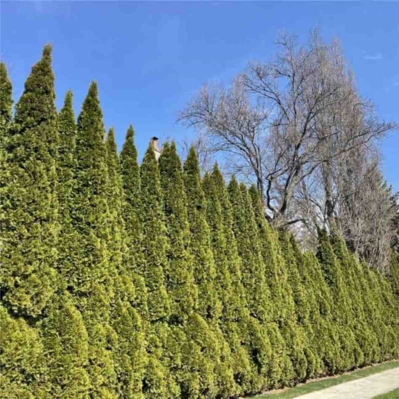 Emerald Cedar (ONT)