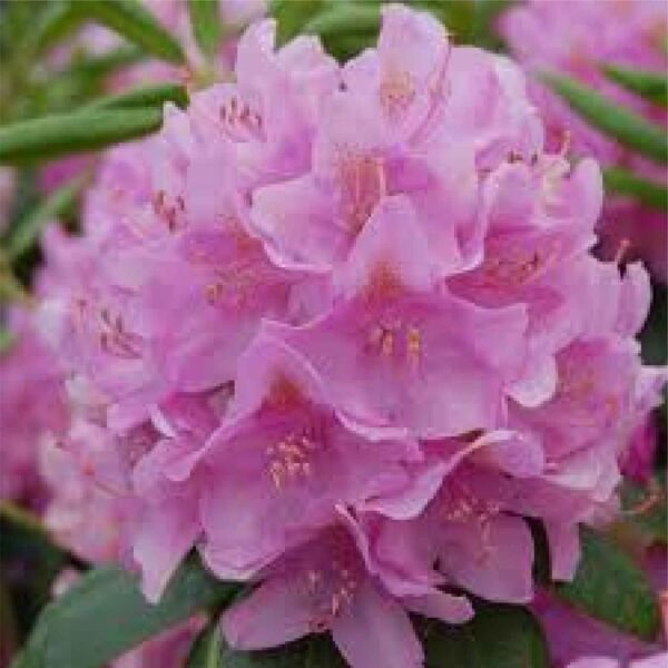 English Roseum Rhododendron