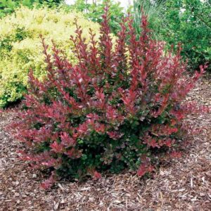 Cherry Bomb Barberry