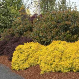 Golden Dwarf Barberry