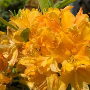 Golden Lights Azalea 2G