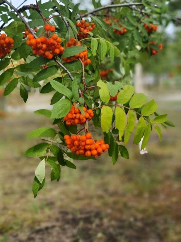 Russian Mountain Ash