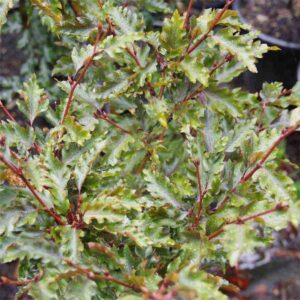 Rohani Beech