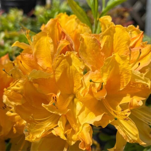 Golden Lights Azalea 2G