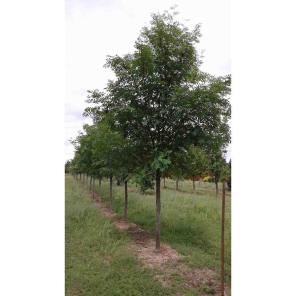 Russian Mountain Ash
