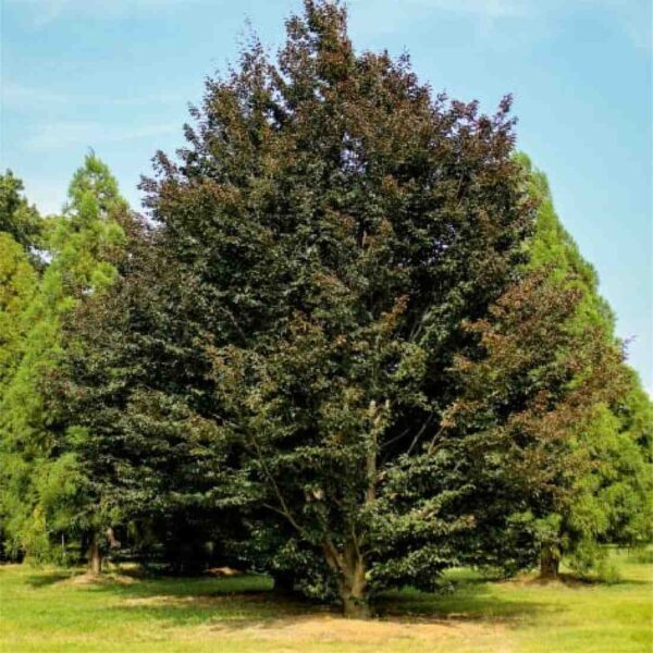 Rohani Beech