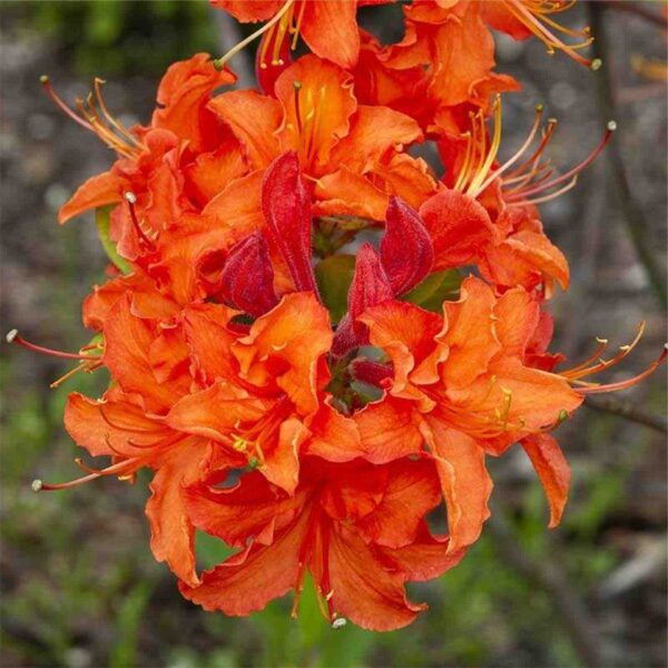 Mandarin Lights Azalea