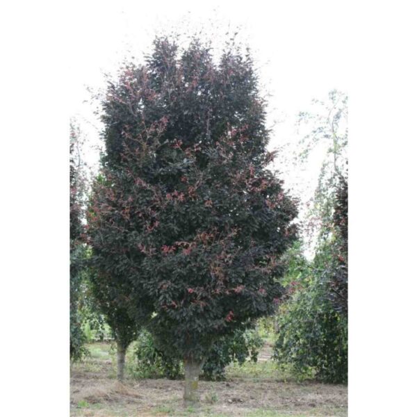 Rohani Beech
