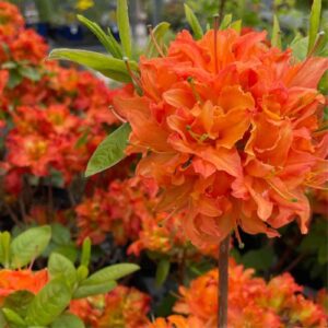 Mandarin Lights Azalea