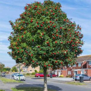 European Mountain Ash