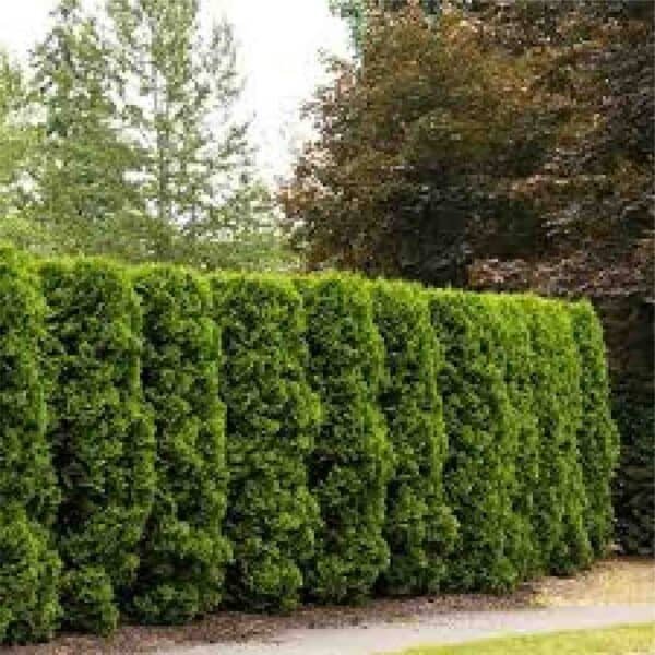 Holmstrup Cedar