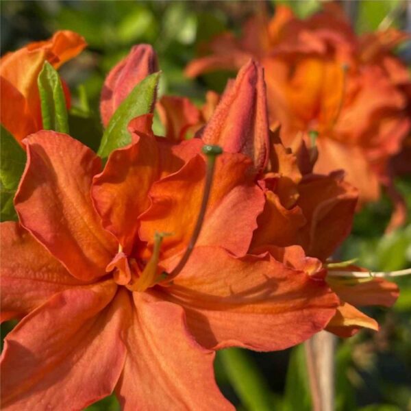 Mandarin Lights Azalea