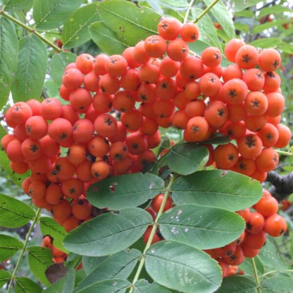 European Mountain Ash