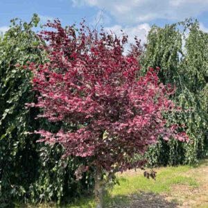 Tricolour Beech