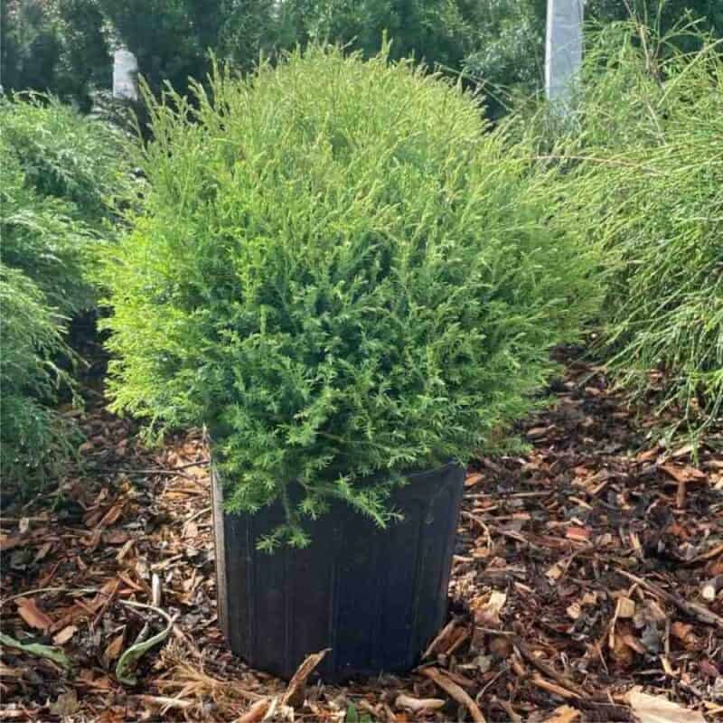 Mr. Bowling Ball Cedar